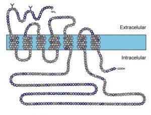 Receptor H1 de la histamina Receptor H1 de la histamina