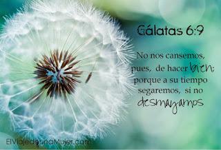 Historia de un Petirrojo Historia de un Petirrojo