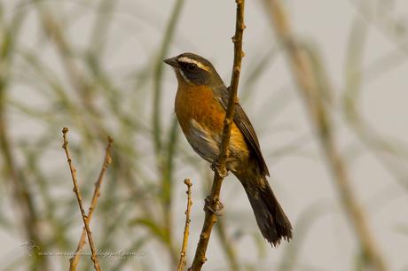 Sietevestidos común (Black-and-Rufous Warbling-Finch) Poospiza nigrorufa