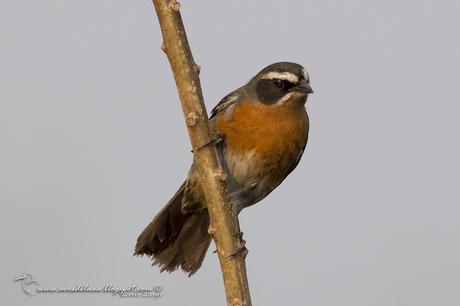 Sietevestidos común (Black-and-Rufous Warbling-Finch) Poospiza nigrorufa