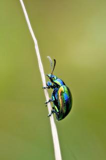 Para ampliar Chrysolina fastuosa (Scopoli, 1763) hacer clic