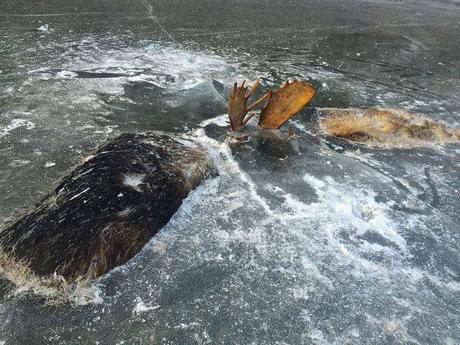 Encuentran dos alces congelados juntos en una batalla final