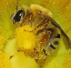 POLINIZADORES SALPICADOS CON POLEN - POLISHERS SPLASHED WITH POLLEN.