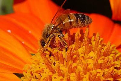 POLINIZADORES SALPICADOS CON POLEN - POLISHERS SPLASHED WITH POLLEN.