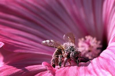 POLINIZADORES SALPICADOS CON POLEN - POLISHERS SPLASHED WITH POLLEN.