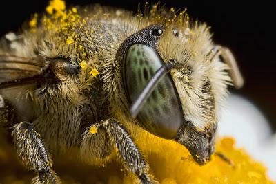 POLINIZADORES SALPICADOS CON POLEN - POLISHERS SPLASHED WITH POLLEN.