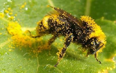 POLINIZADORES SALPICADOS CON POLEN - POLISHERS SPLASHED WITH POLLEN.