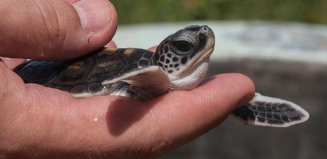 Sri Lanka y las tortugas marinas Sri Lanka y las tortugas marinas