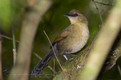 Batará negro (White shouldered Fire-Eye) Pyriglena leucoptera