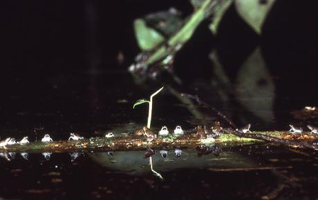 La amistad entre unas pequeñas ranas y unas grandes arañas