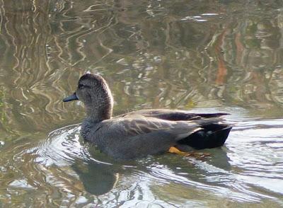 Patos fieles