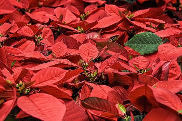 poinsettia-557704_640