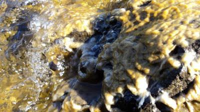 El avance silencioso del alga Dydimo