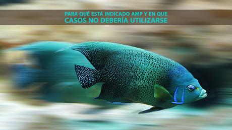 Para qué está indicado AMP y en que casos no debería utilizarse Para qué está indicado AMP y en que casos no debería utilizarse
