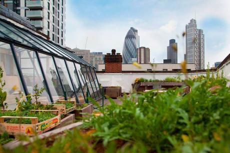 Cultivar en los tejados está de moda en Londres Cultivar en los tejados está de moda en Londres