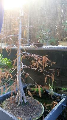 Un poco de otoño Un poco de otoño