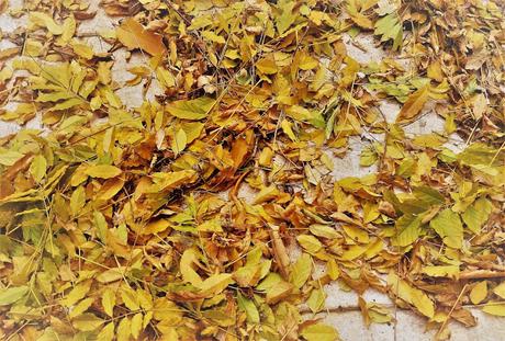 Un poco de otoño Un poco de otoño