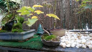 Un poco de otoño Un poco de otoño