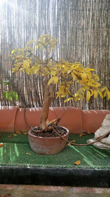 Un poco de otoño Un poco de otoño