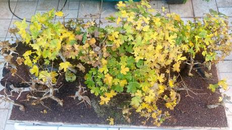 Un poco de otoño Un poco de otoño