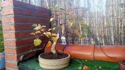 Un poco de otoño Un poco de otoño