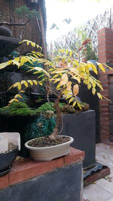 Un poco de otoño Un poco de otoño