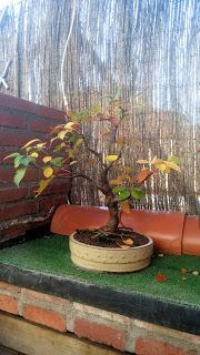 Un poco de otoño Un poco de otoño