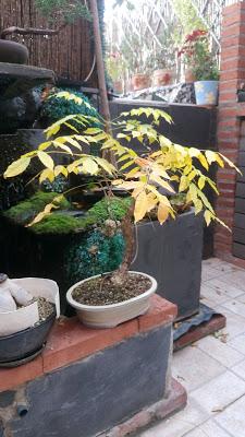 Un poco de otoño Un poco de otoño