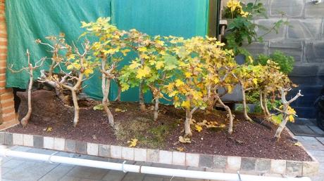 Un poco de otoño Un poco de otoño