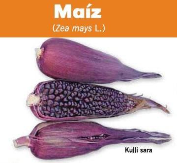 Api, una delicia púrpura Api, una delicia púrpura