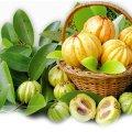 garcinia cambogia