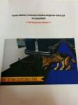 El libro de los perros policía El libro de los perros policía