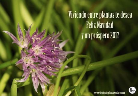 Felices fiestas y feliz 2017 Felices fiestas y feliz 2017