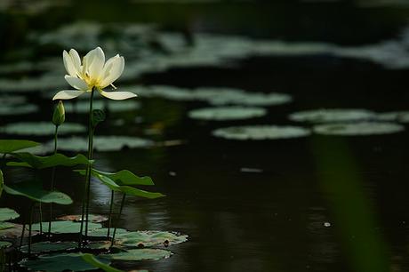 White Lotus