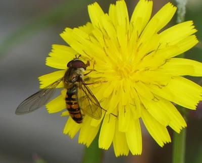 Una mosca de invierno