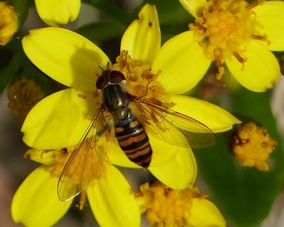 Una mosca de invierno