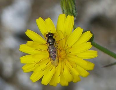 Una mosca de invierno