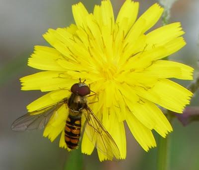 Una mosca de invierno