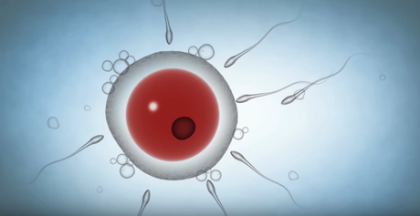 Rápidamente aparece una imagen de espermatozoides intentando entrar a un óvulo.