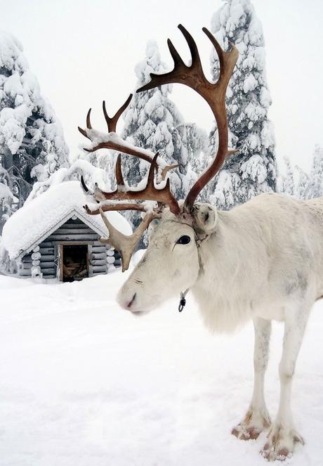 15 razones por las que Laponia es el lugar más bello para celebrar la Navidad ¡Es mágico!