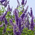 vitex2-e1360555704856