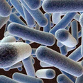 lactobacillus-gasseri.jpg