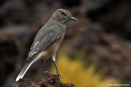 Gaucho serrano (Agriornis montanus)