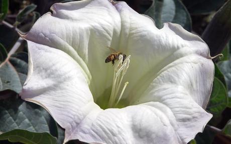 IMÁGENES DE ABEJAS EN FLORES - IMAGES OF BEES IN FLOWERS.