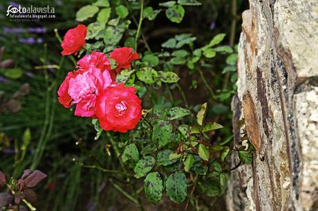 Rosas tras la corteza - Fotografía artística