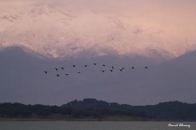 Grullas con premio Grullas con premio