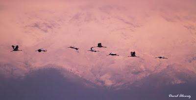 Grullas con premio Grullas con premio