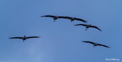 Grullas con premio Grullas con premio