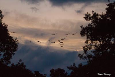 Grullas con premio Grullas con premio