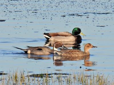 Complejo Intermareal Umia-O Grove Complejo Intermareal Umia-O Grove